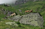 19 Cavalli al pascolo in Val d'inferno su roccione erboso